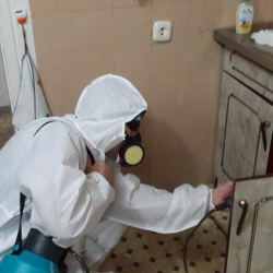 Дезинфекция от муравьев в квартире в Перевицком Торжке